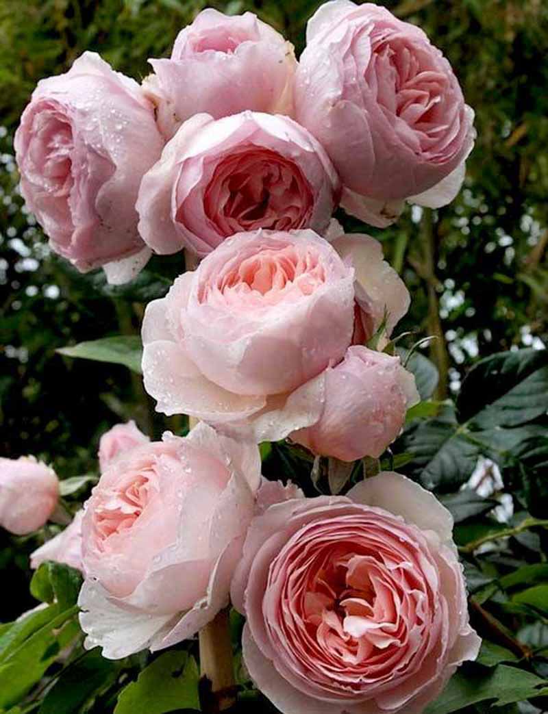 hoa hồng heritage đẹp
