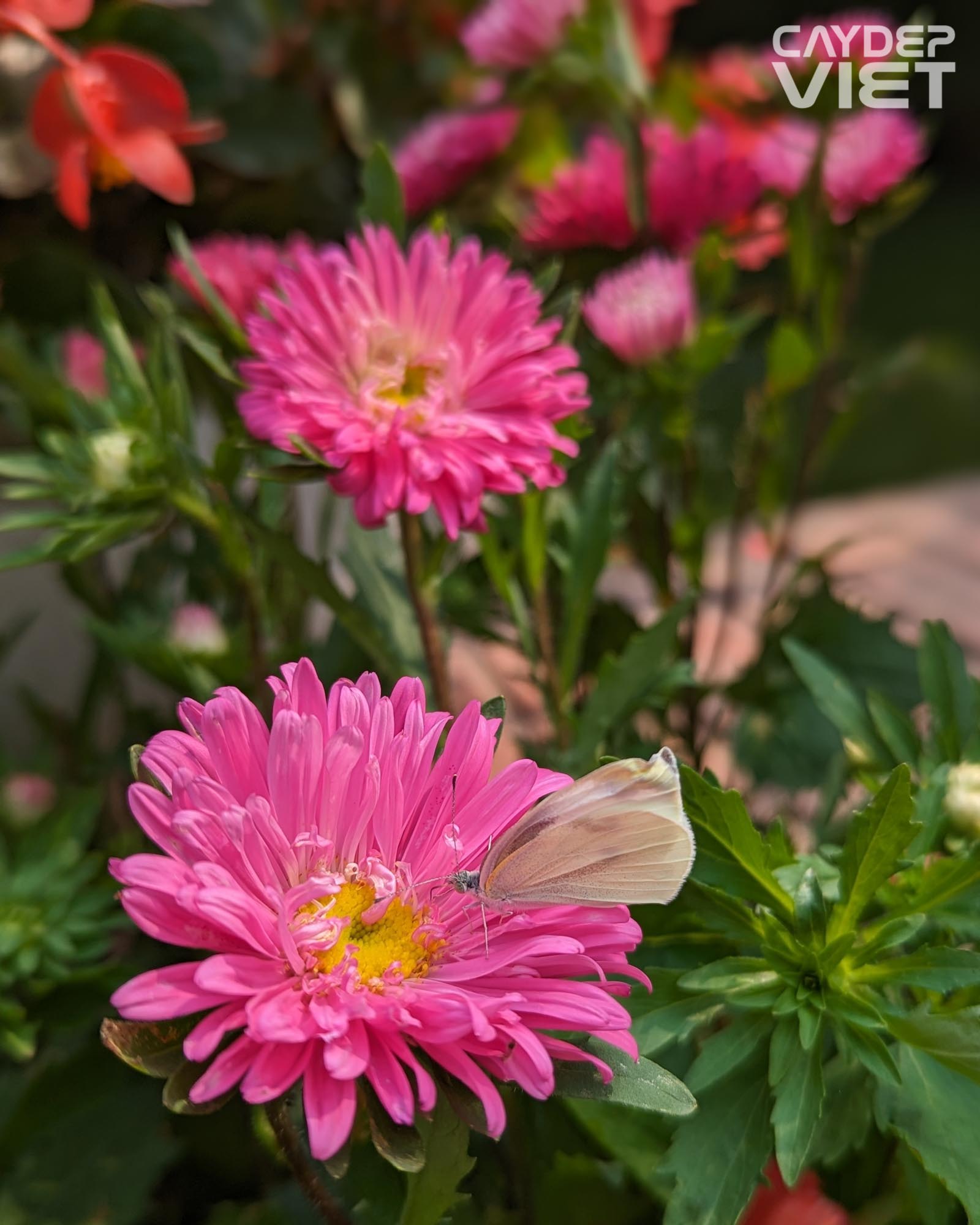 con bướm đậu trên bông hoa cúc magic