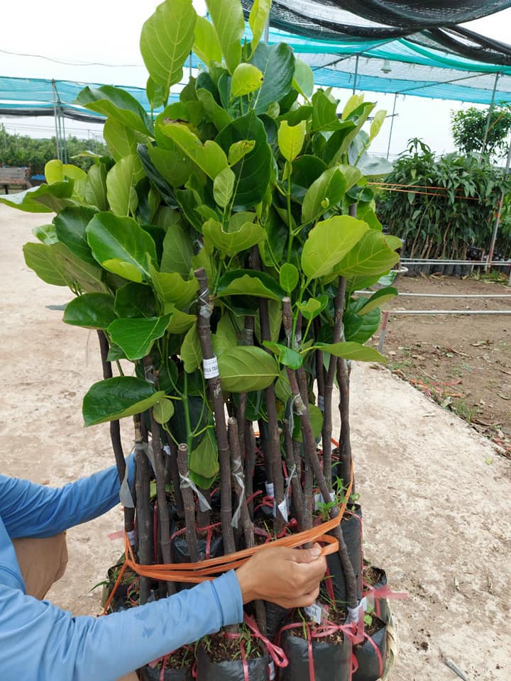nhà vườn bán cây giống mít malaysia