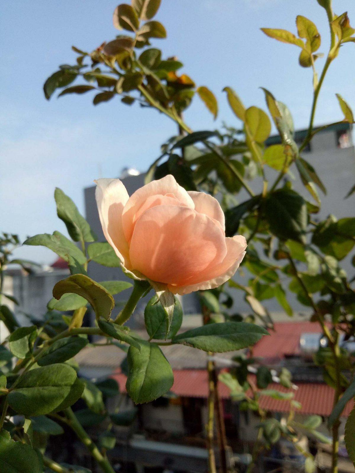 bông hồng heritage