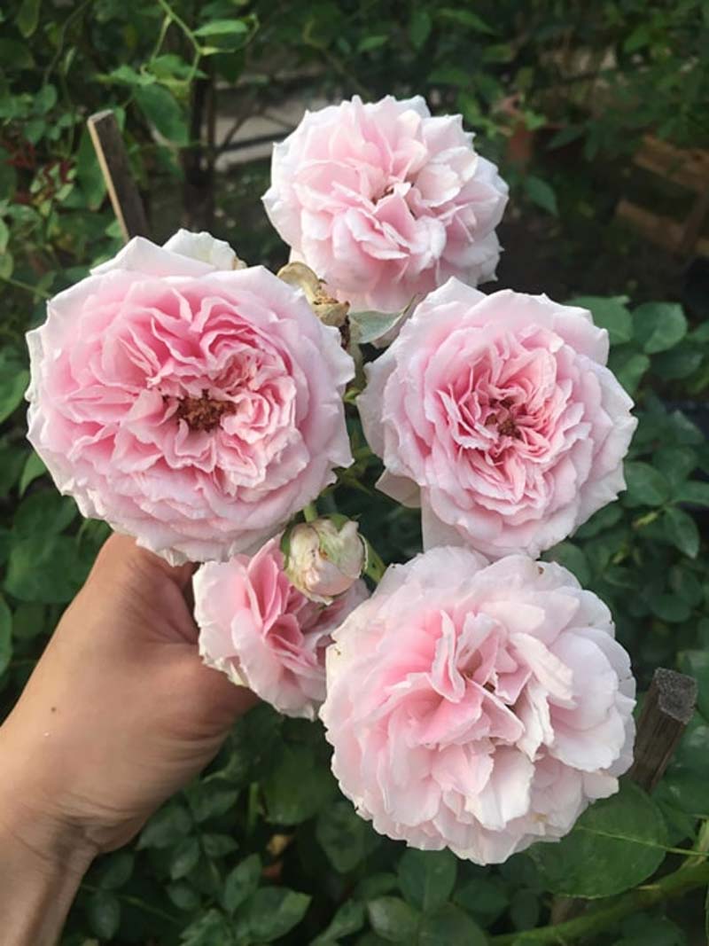 bông hoa hồng cổ vân khôi, hồng cung phủ