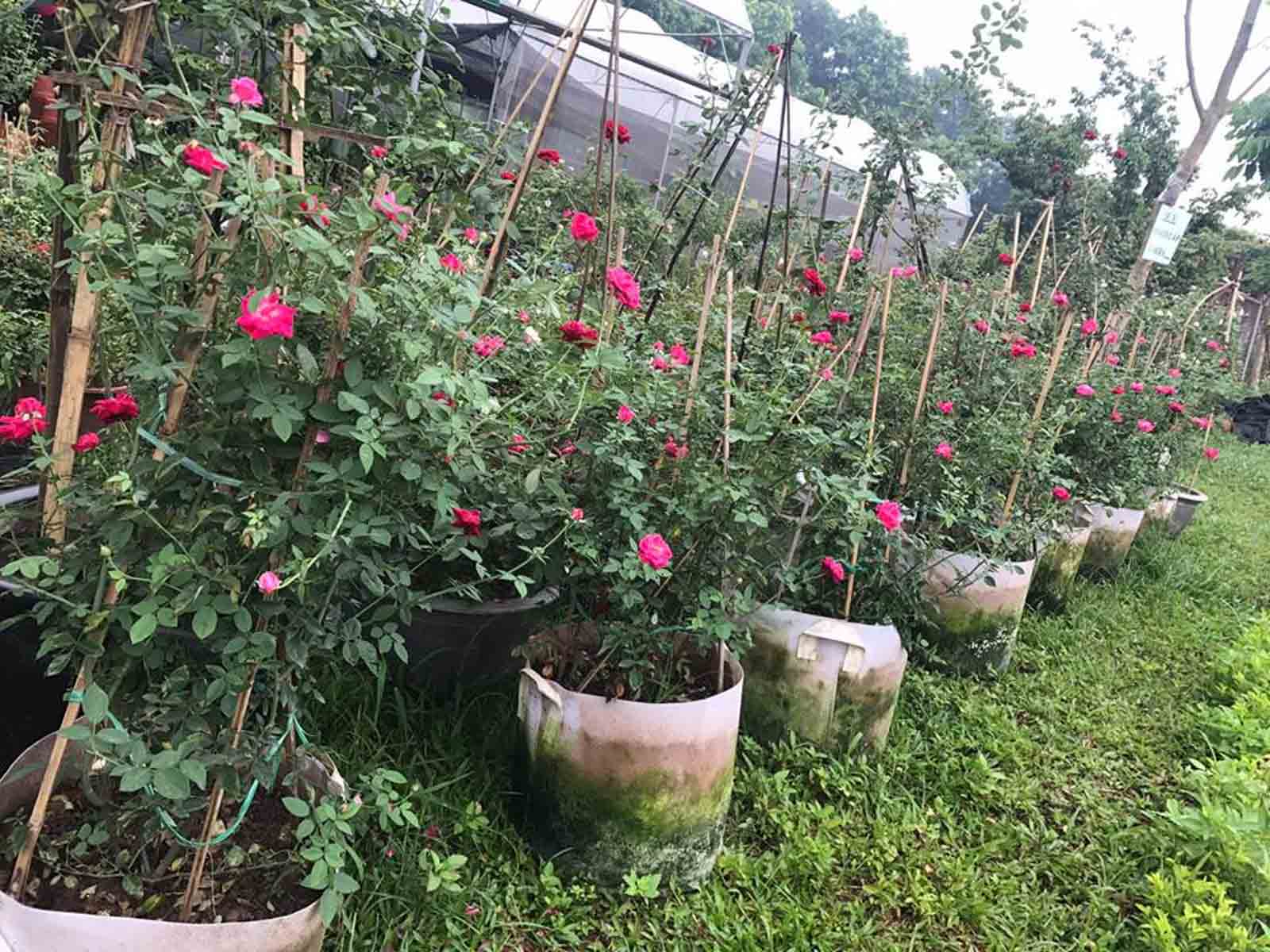 nhà vườn bán hoa hồng quế huế đỏ