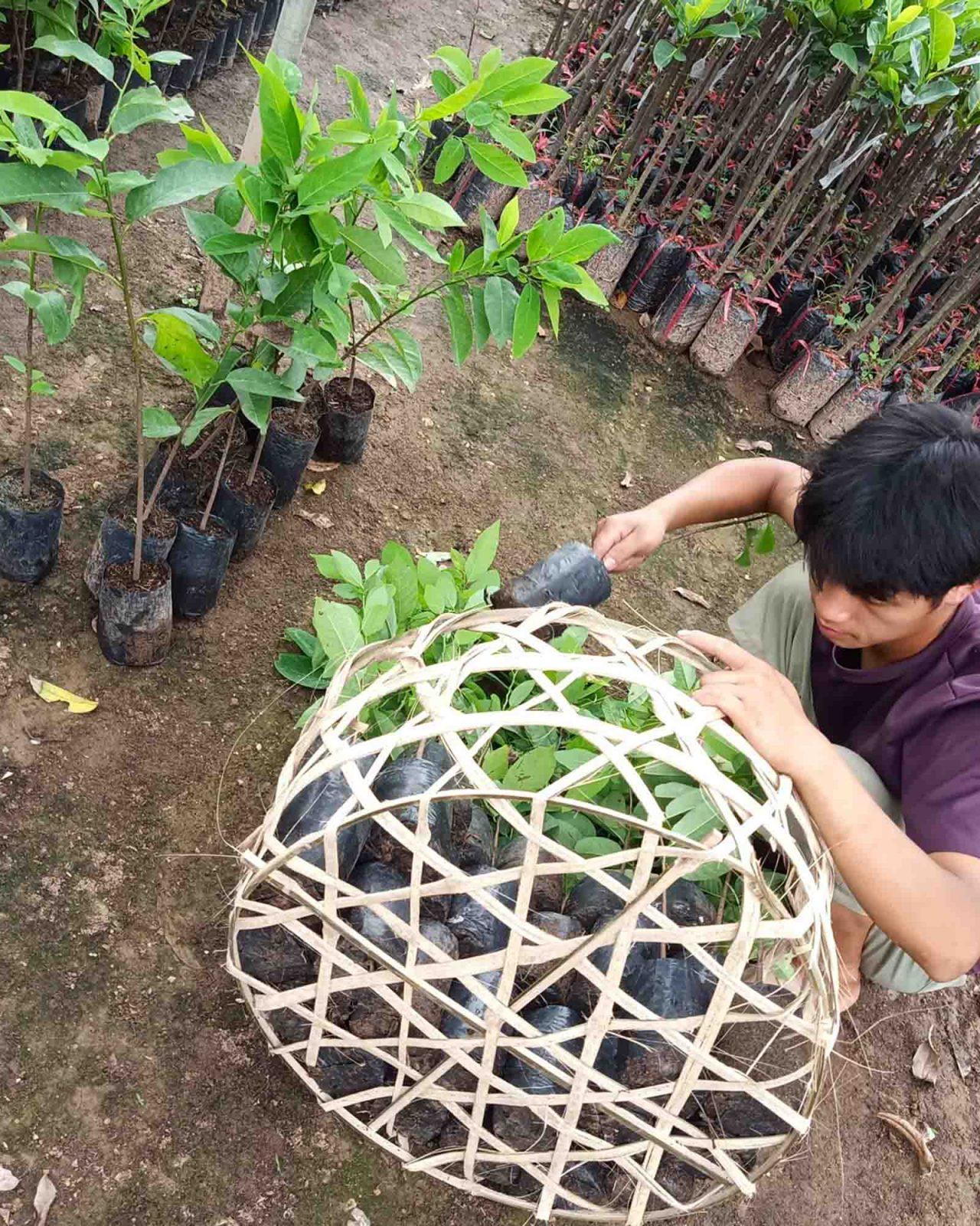 đóng hàng cây giống na dai ta