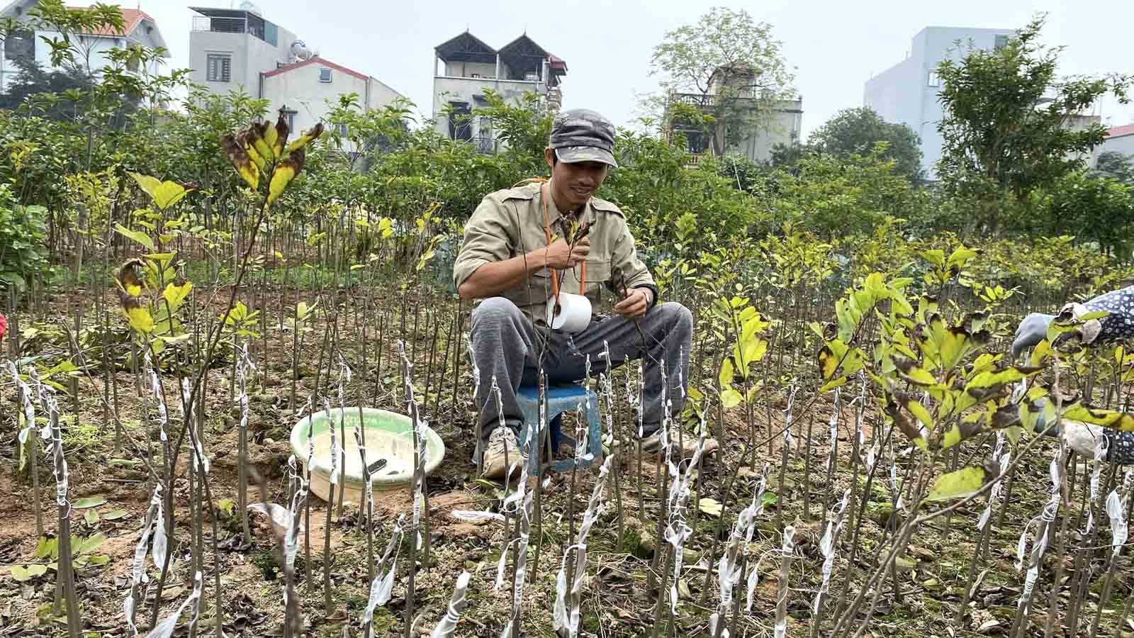 ghép cây giống na sầu riêng