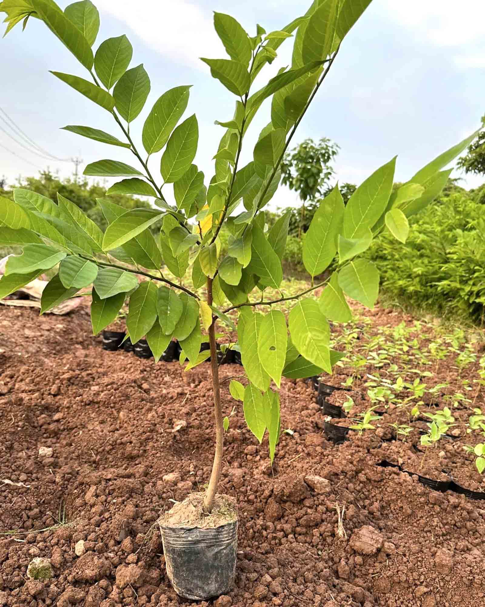 cây giống na dai ta khỏe mạnh