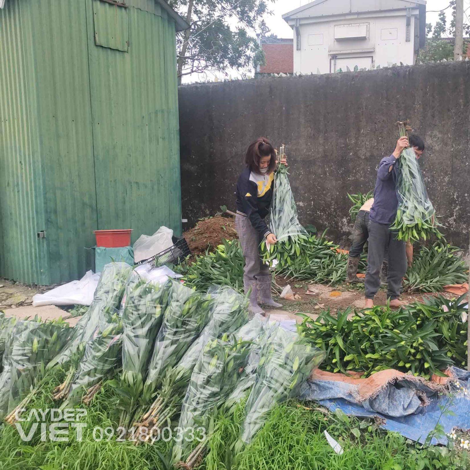 phân loại hoa ly giao hàng