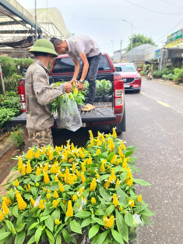 mua cây rồng vàng nhả ngọc